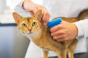 Paws And Tails - Microchipping For Pets
