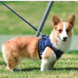 Non-Pull Dog Harness Vest with 1.2m Leash