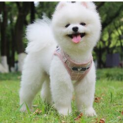 Small Dog Cat Harness with Leash