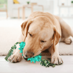 Cactus Treat Feeding ToothBrush Dog Toy