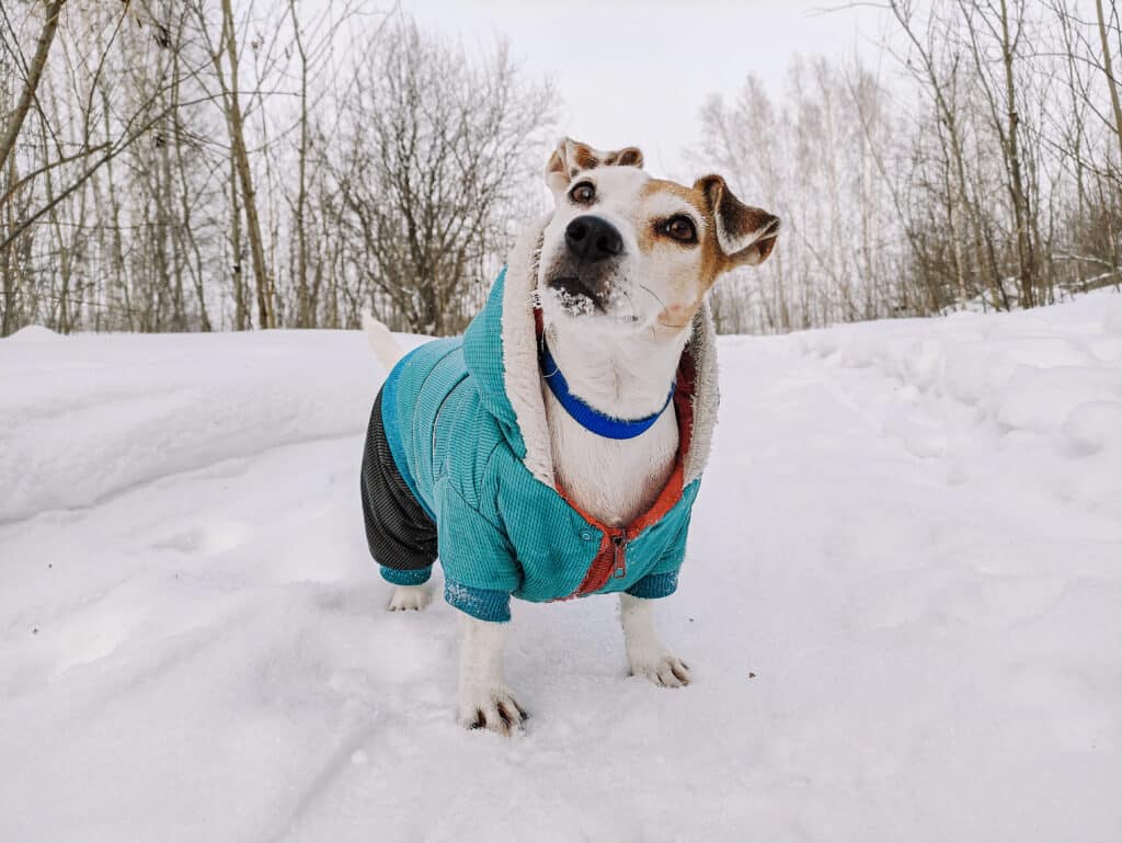 Paws And Tails - How To Keep Your Pet Warm On Those Winter Walks