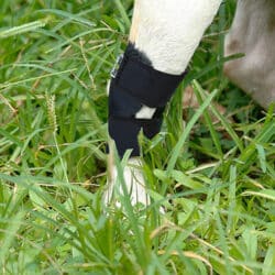 Dog Hind Leg Support - pawsandtails.pet