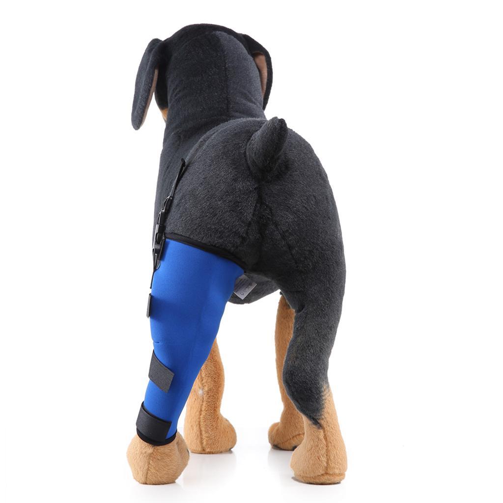 Dog Hind Legs Support - pawsandtails.pet